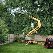 Best Stump Grinding and Removal  in Stonewall, MS