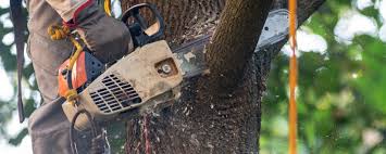 Best Tree Preservation Services  in Stonewall, MS