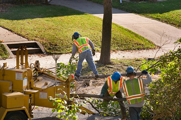 Best Tree Health Inspection  in Stonewall, MS