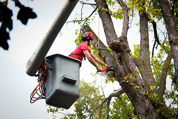 Best Tree Removal  in Stonewall, MS